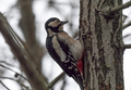 Great Spotted Woodpecker On A Looking For Food On A Tree. - PhotoDune Item for Sale