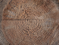 Wooden Circle With A Split Cut Of The Log. - PhotoDune Item for Sale