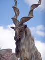 Beautiful Mountain Goat With Helical Long Horns On The Background Of Rocks. - PhotoDune Item for Sale