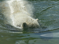 Polar Bear Ursus Maritimus On A Sunny Day. - PhotoDune Item for Sale