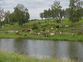Landscape With A Herd Of Cows In The On Coast Of The Lake Cinemagraph. - PhotoDune Item for Sale