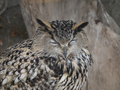 Eagle Owl Sitting And Looking On The Background Of Tree Leaves. - PhotoDune Item for Sale