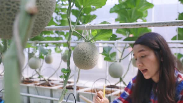 Modern agriculture concepts, Farmer women checking the quality of the melon on her farm