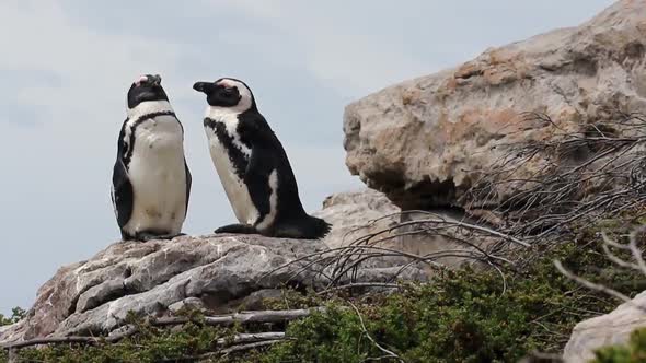 Low angle shot of African Penguin in Betty's Bay South Africa