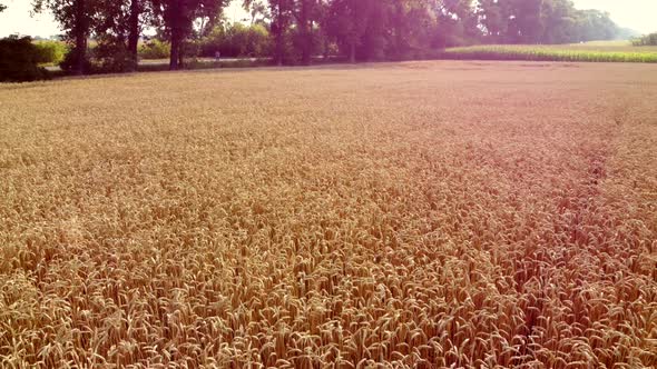 Landscape Wheat Field