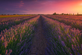 Lavender flowers fields and beautiful sunset. Marina di Cecina, Livorno, Tuscany, Italy - PhotoDune Item for Sale