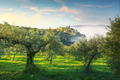 Trevi picturesque village and olive trees in a foggy morning. Perugia, Umbria, Italy. - PhotoDune Item for Sale