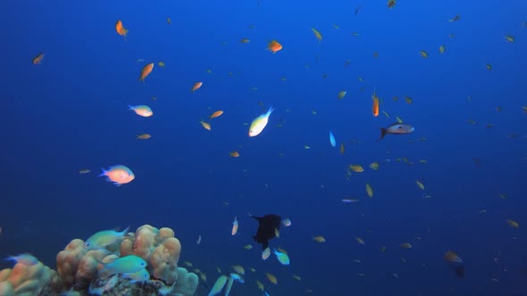 Tropical Underwater Reef