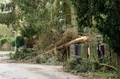 Fallen Tree Storm Damage - PhotoDune Item for Sale