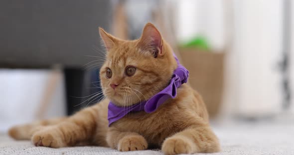 Close up adorable ginger kitten lying on the floor. Slow motion shot.