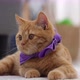 Close up adorable ginger kitten lying on the floor. Slow motion shot. - VideoHive Item for Sale