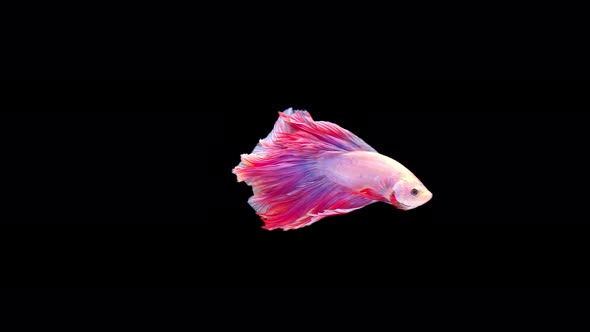 Siamese fighting fish (Betta splendens)