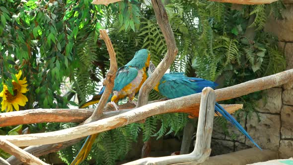 Macaw Parrots Are Kissing While Sitting On A Branch.