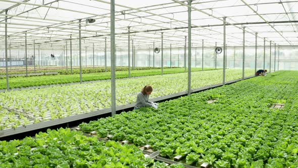 Aerial Footage in a Greenhouse with Modern Agriculture Technology