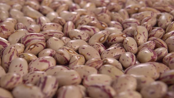 Raw cranberry beans. Macro