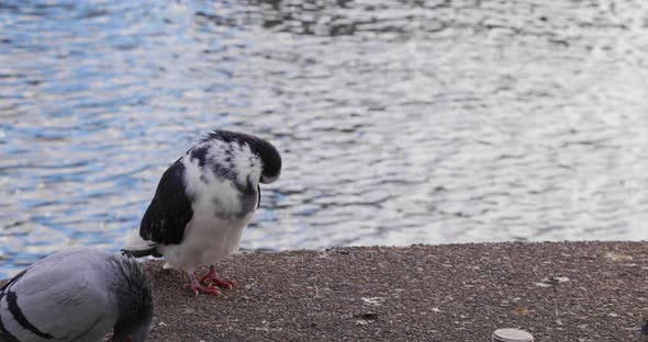 A black and white pigeon grooming itself with other pigeons near the water