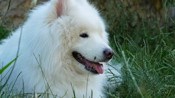 A beautiful white Samoyed dog lies on the green grass. Dog at sunset. Samoyed Laika close-up.