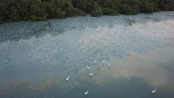 Two group of egrets live 