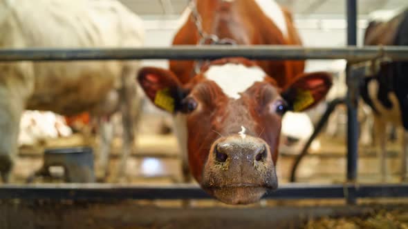 Muzzles and nose of cows in a farm. Heads of brown and black cows inside the cowshed.