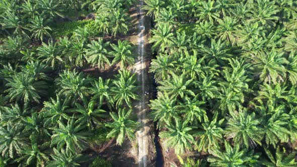 Aerial View of The Palm Oil Estates