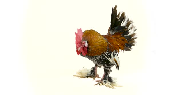 Rooster Milfler Isolated at White Background in Studio