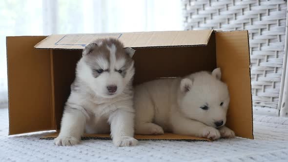 Cute Two Siberian Husky Puppies Lying In A Box,Slow Motion