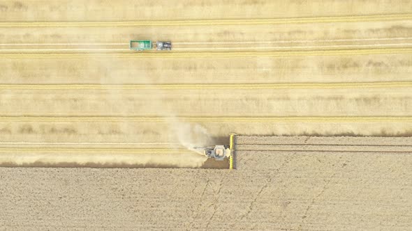 Aerial shot of combine harvester machine harvesting wheat