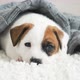 Newborn Puppy on Knitted Plaid - VideoHive Item for Sale