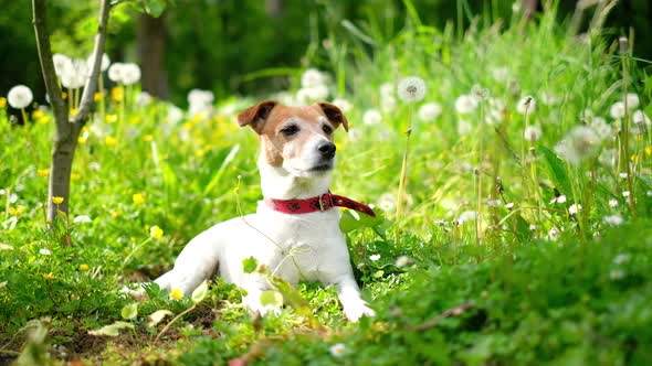 Jack Russel Terrier on Green Field