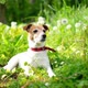 Jack Russel Terrier on Green Field - VideoHive Item for Sale