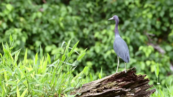 Little Blue Heron (egretta caerulea), Costa Rica Birds and Wildlife, Perched Perching On a Branch in