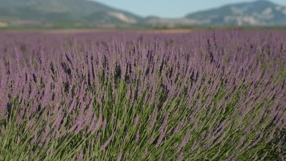 Blossoming lavender field flowers in Valensole Provence