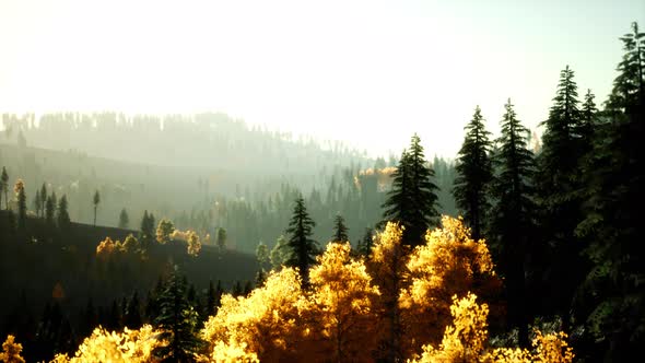 Bright Sunset in the Mountains with Forest