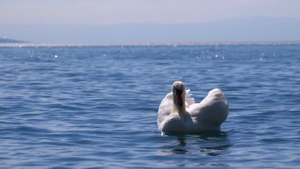 Huge White Swan Swims in a Clear Mountain Lake on Backdrop of the Swiss Alps