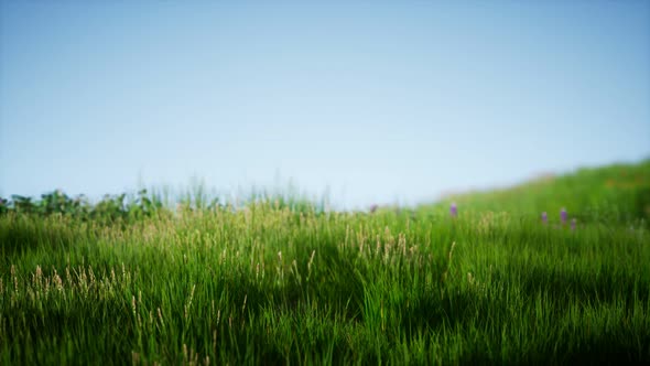 Field of Green Fresh Grass Under Blue Sky