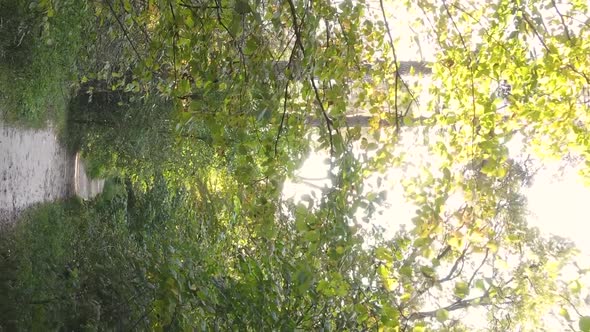 Vertical Video of an Autumn Forest During the Day in Ukraine