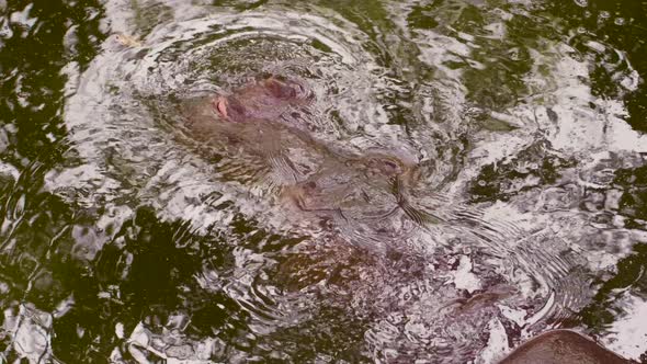 Hippopotamus Going Under Water in Pool in Zoo