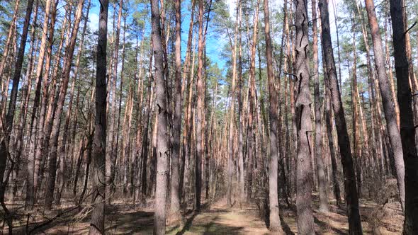 Inside a Pine Forest By Day Slow Motion