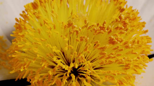 Macro shot of a Matilija Poppy over a black background