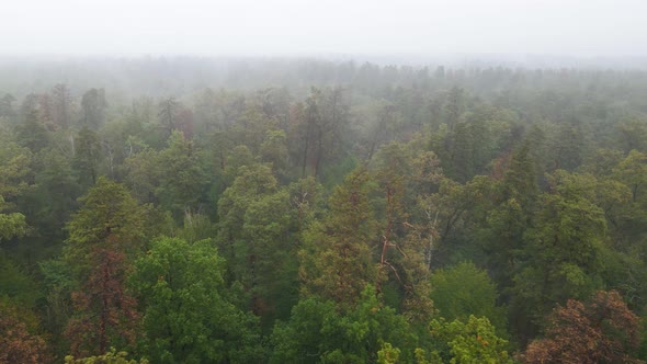 Fog in the Forest Aerial View