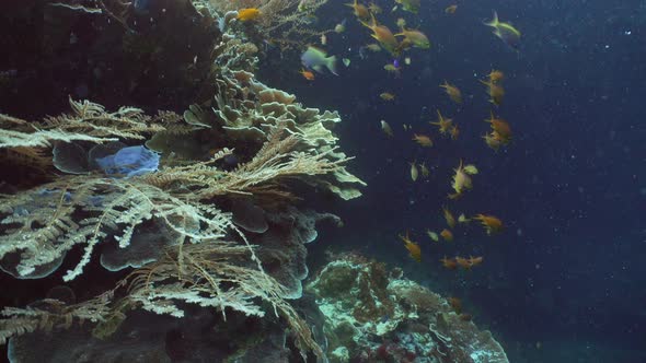 Coral Reef and Tropical Fish. Philippines