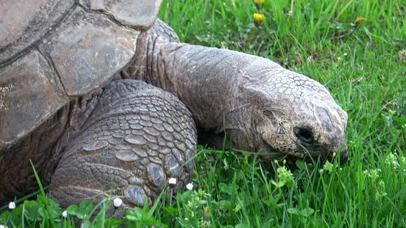 Aldabra giant tortoise (Aldabrachelys gigantea) eating grass