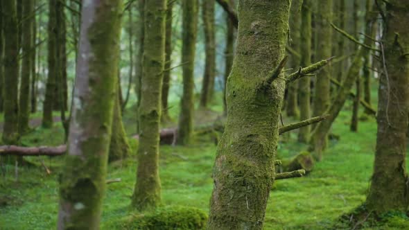Panoramic view in the middle of a scottish highland bright green forest covered in moss