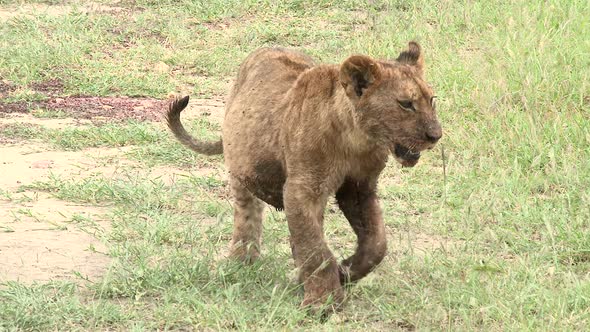 Lion (Panthera leo) cub walking towards camera with full belly because he ate to much,  Maasai Mara,