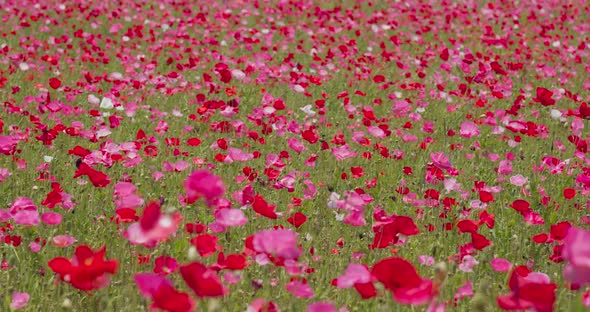 Pink poppy flower garden meadow