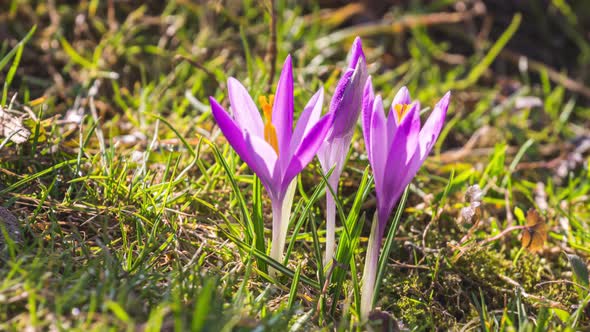 Crocus Flowers Blooming in Fresh Green Meadow in Sunny Spring