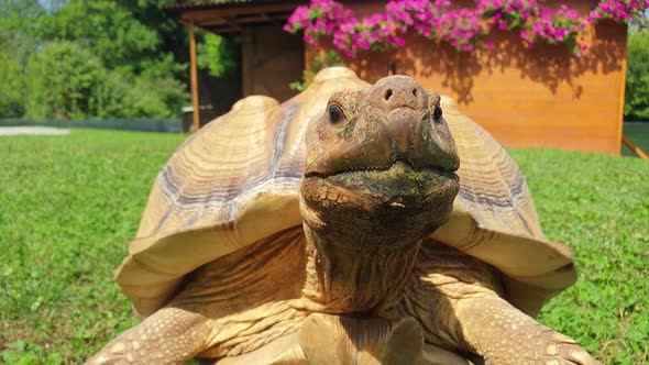 Slow-motion close-up of geochelone sulcata african turtle. Low-angle
