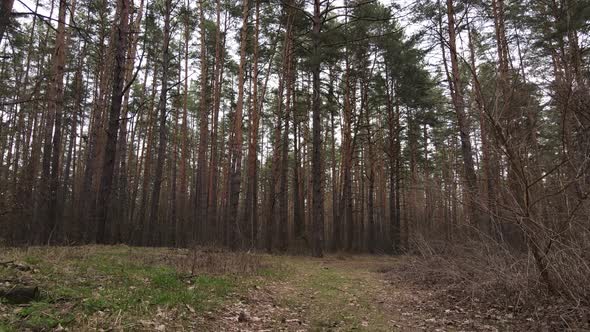 Trees in a Pine Forest During the Day Aerial View