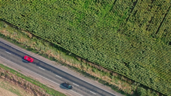 Aerial View of Red and Black Cars Driving Along a Sunflower Field on a Summer Day