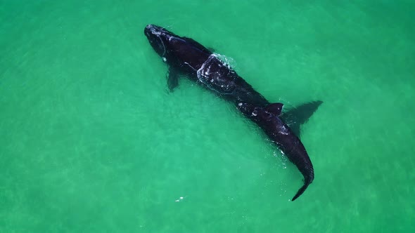 Cute interaction of Southern Right whale calf with mom in clear shallows, aerial